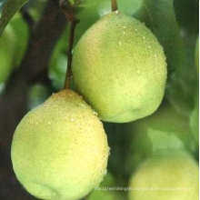 Fresh Delicious Chinese Green Ya Pear Hot Sale